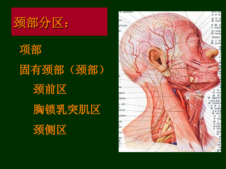 本科局解颈部ppt课件_第3页