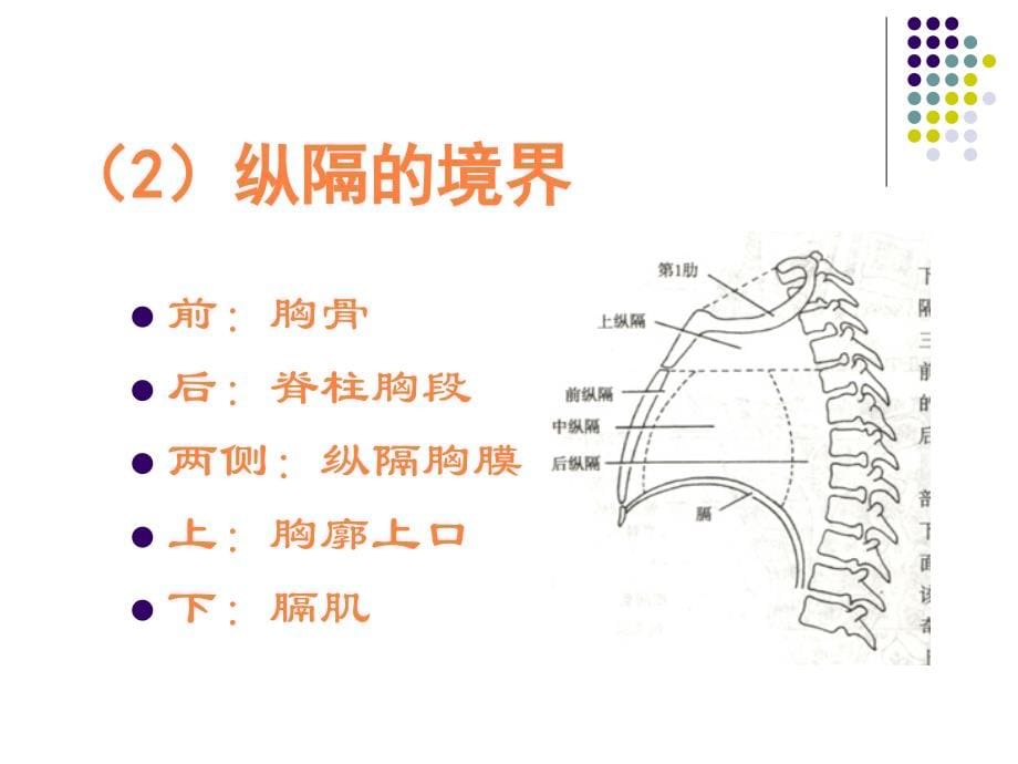 断面解剖纵膈ppt课件_第5页