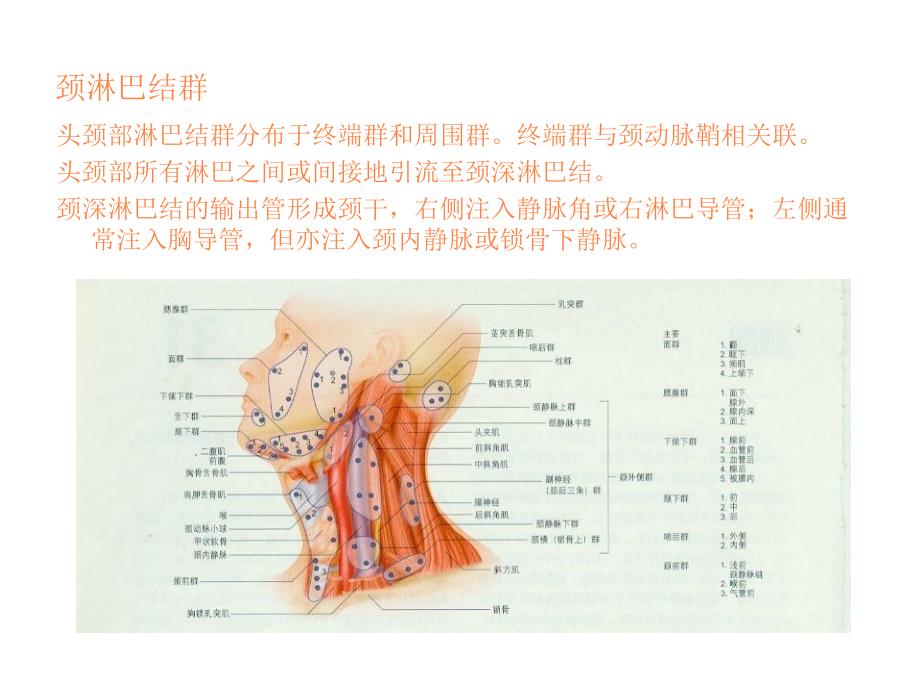 颈淋巴与器官ppt课件_第1页