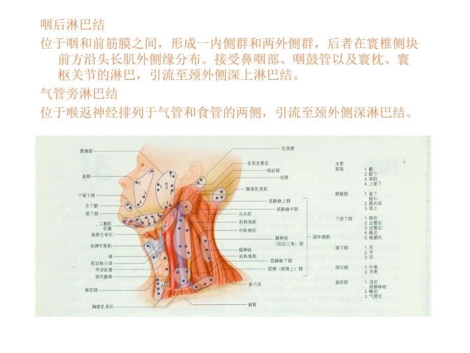 颈淋巴与器官ppt课件_第5页