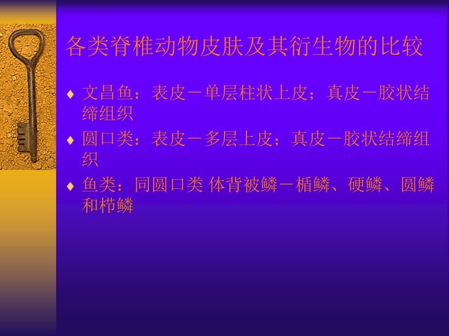 比较解剖学ppt课件_第3页