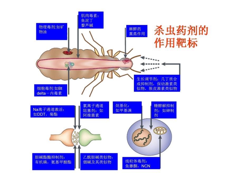 《精编》害虫抗药性现状及其治理策略讲义_第5页