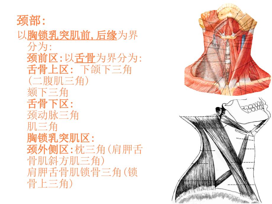 局部解剖学颈部模板ppt课件_第4页
