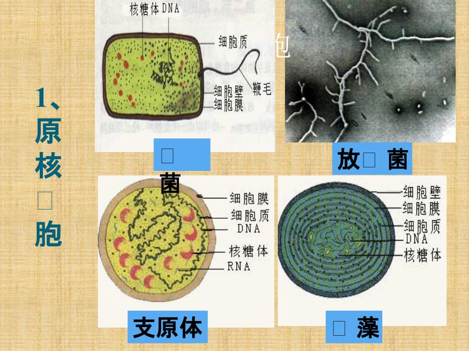 原核细胞和真核细胞精编版_第4页