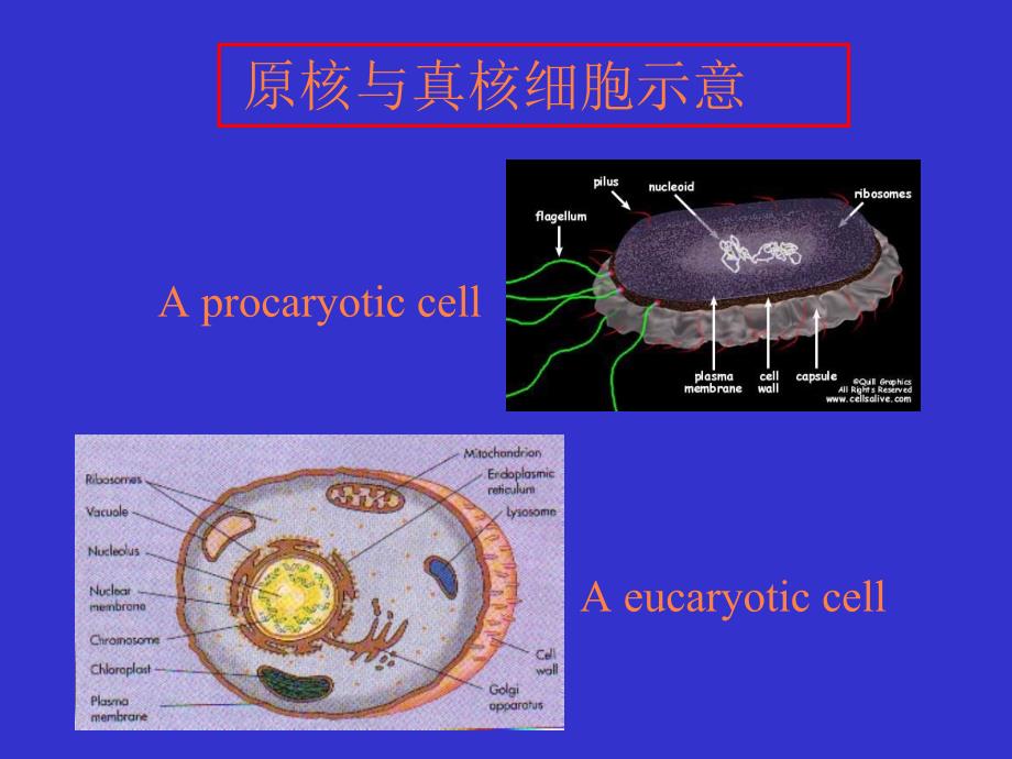 第二章微生物主要类群及其形态与结构原核ppt课件_第4页