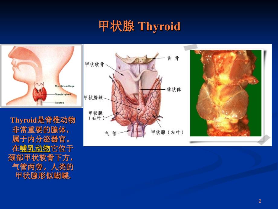 甲状腺激素药课程ppt课件_第2页