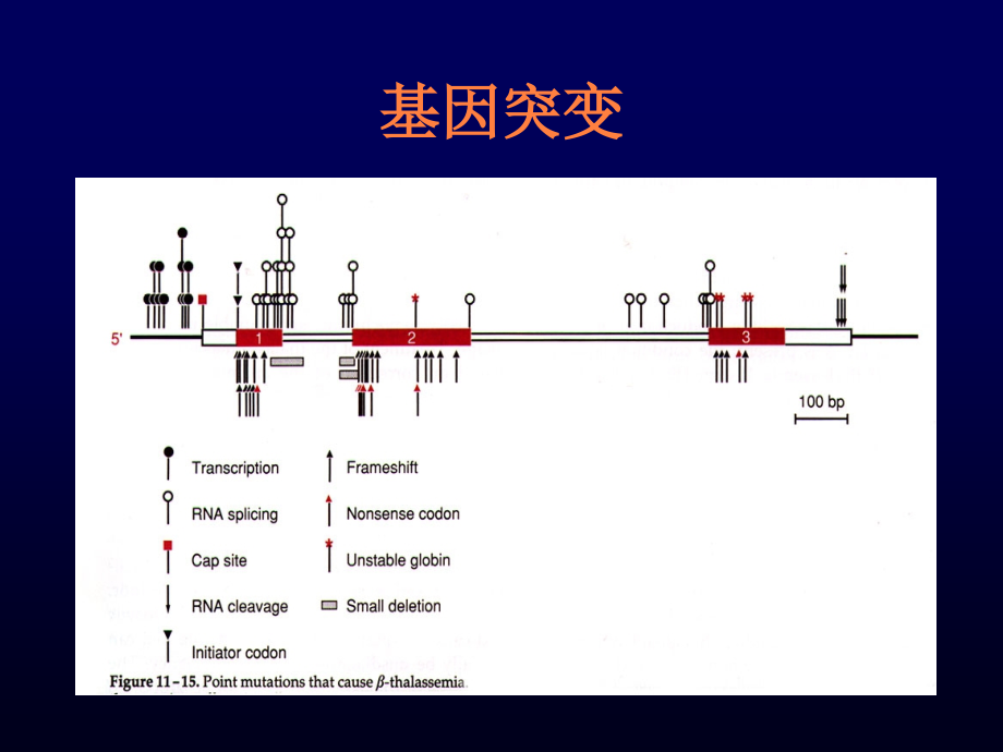 单基因遗传病的研究方法与技术PPT课件_第3页