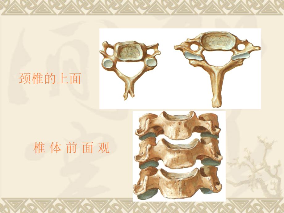 临床医学概要颈椎病PPT课件_第4页