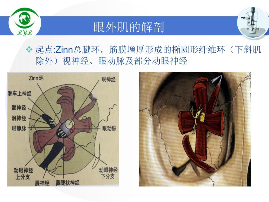 眼肌的解剖PPT课件_第3页