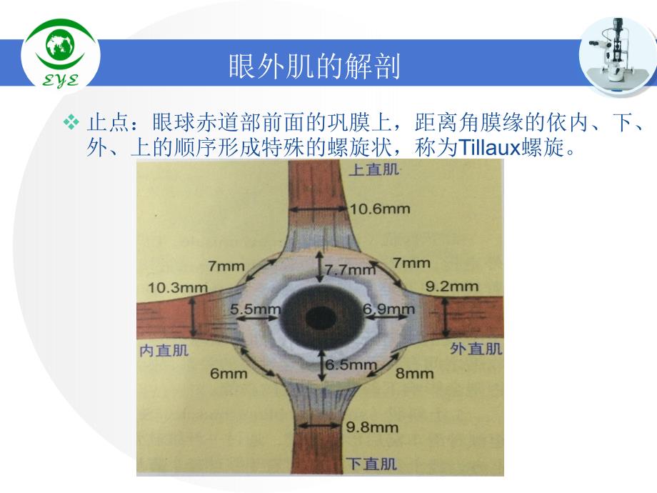 眼肌的解剖PPT课件_第4页