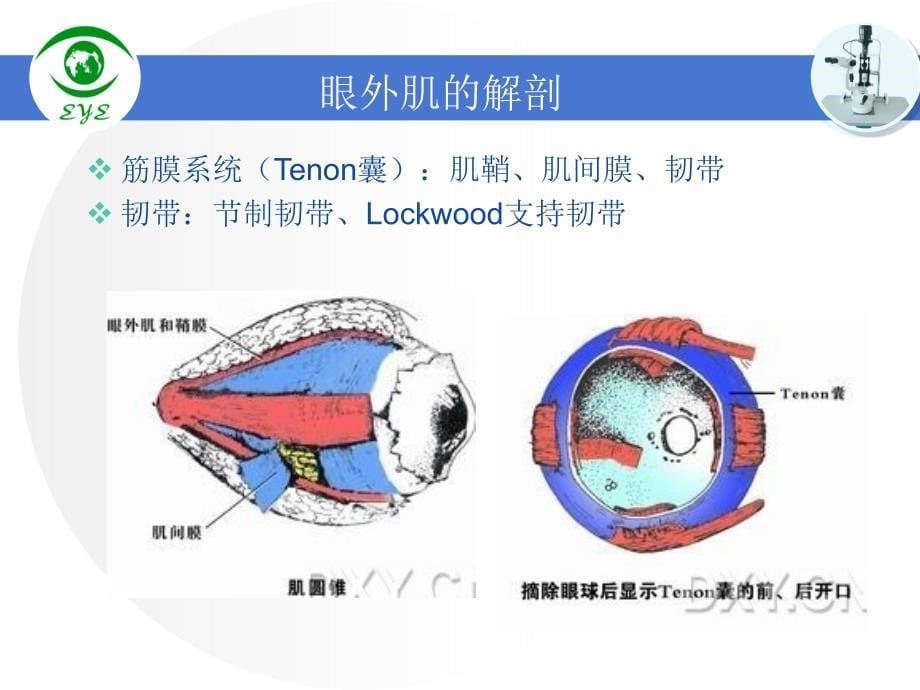 眼肌的解剖PPT课件_第5页