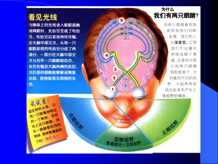 眼球的解剖本科PPT课件_第3页