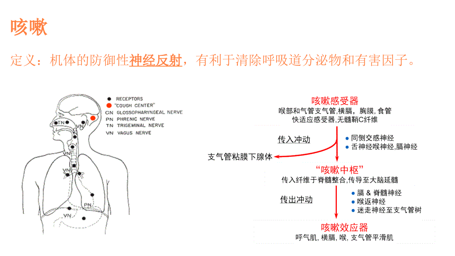 咳嗽的诊断与治疗指南版PPT课件_第4页