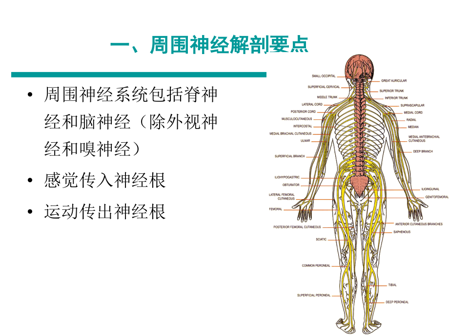 周围神经损伤的评定与康复PPT课件_第2页