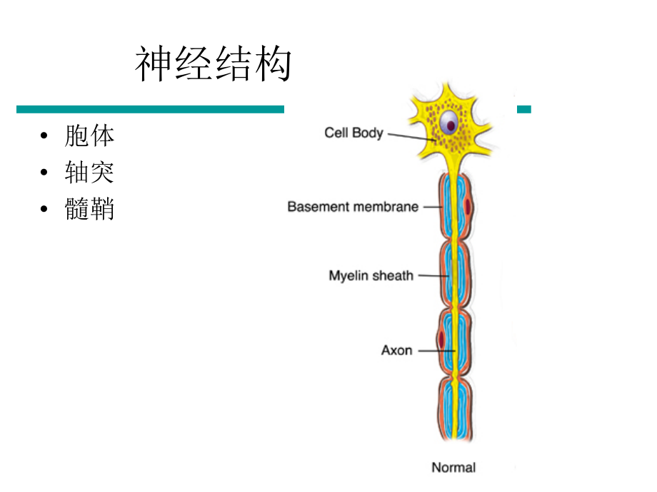 周围神经损伤的评定与康复PPT课件_第3页