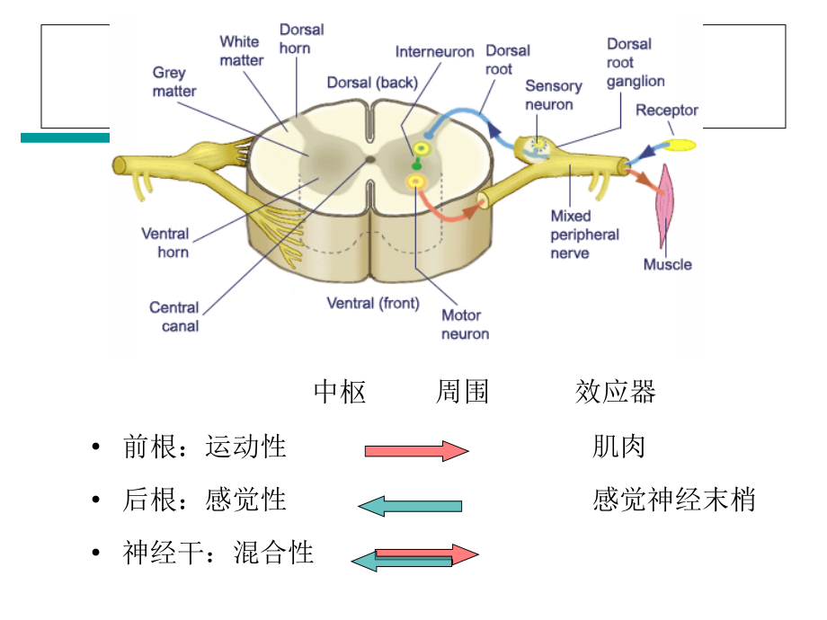 周围神经损伤的评定与康复PPT课件_第4页