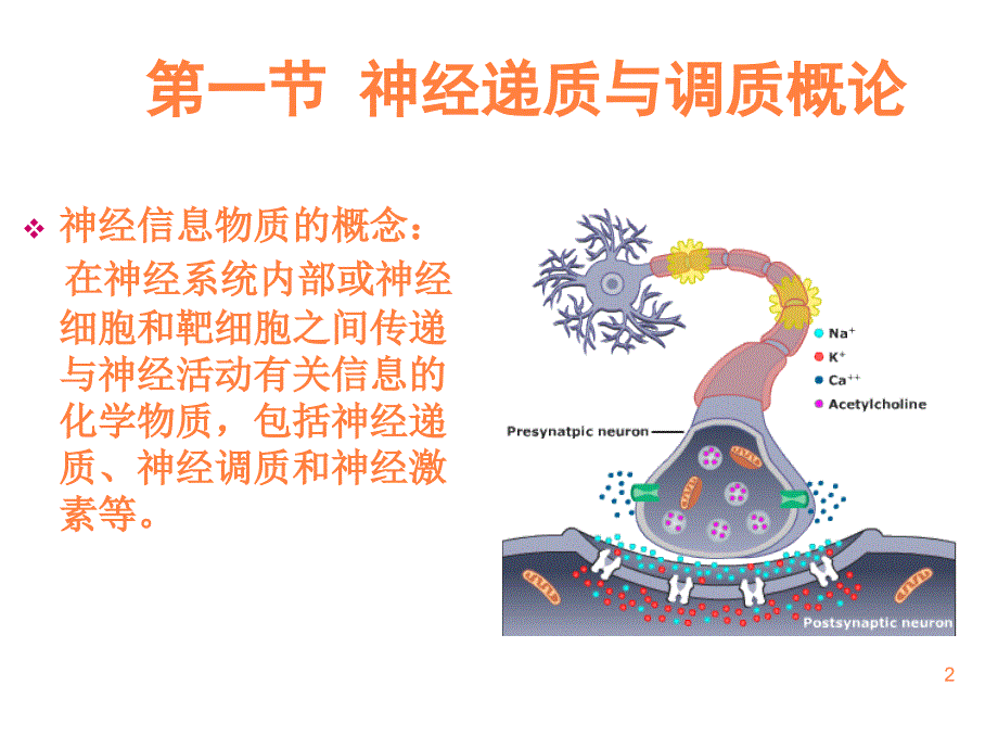 第五章神经元间信息传递的神经化学PPT课件_第2页