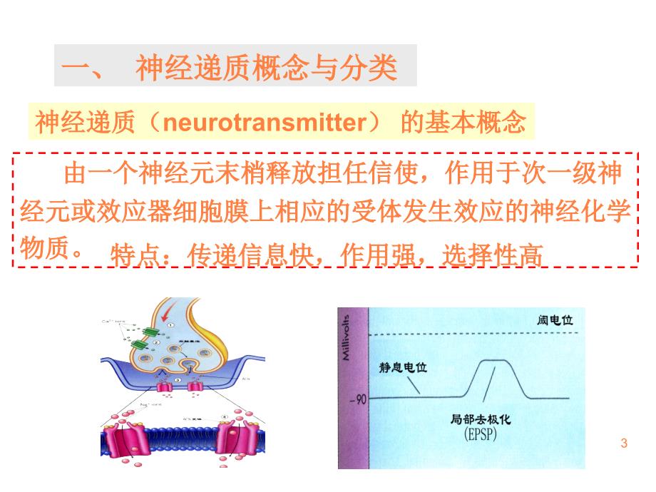 第五章神经元间信息传递的神经化学PPT课件_第3页