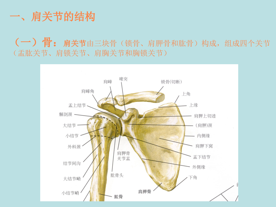 肩关节解剖常用查体方法PPT课件_第3页