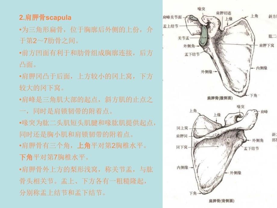 肩关节解剖常用查体方法PPT课件_第5页