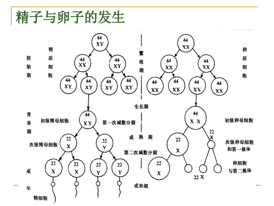 医学遗传学疾病的单基因遗传PPT课件_第3页