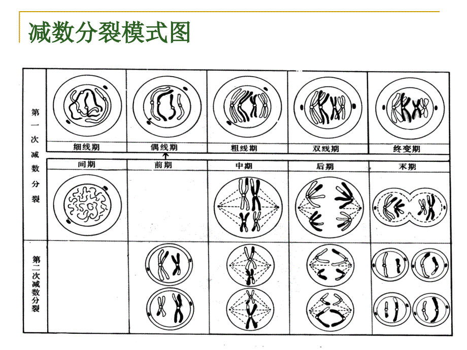 医学遗传学疾病的单基因遗传PPT课件_第4页