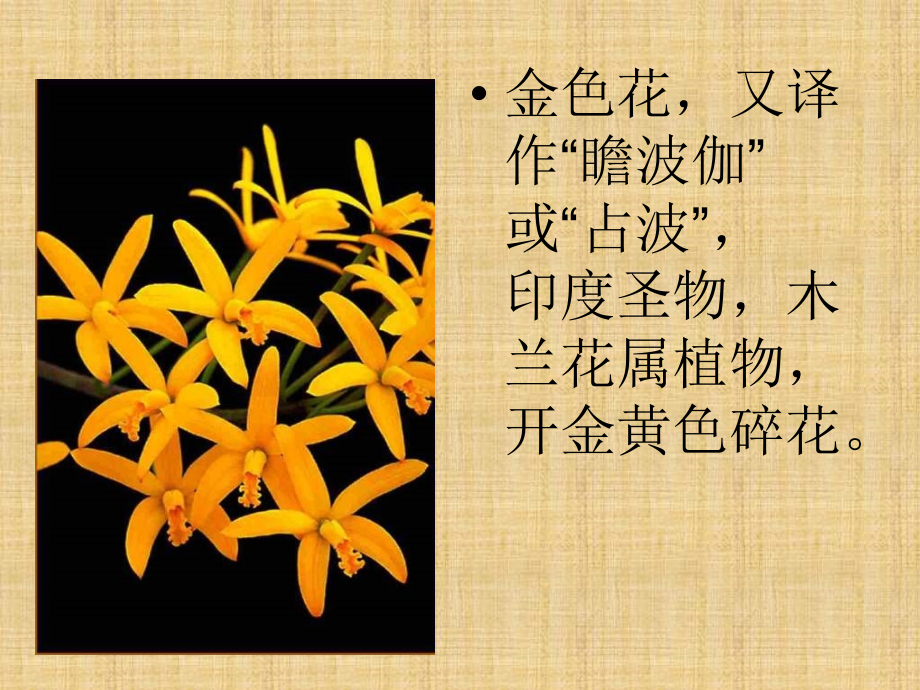 7散文诗两首《金色花》《荷叶母亲》1精编版_第4页