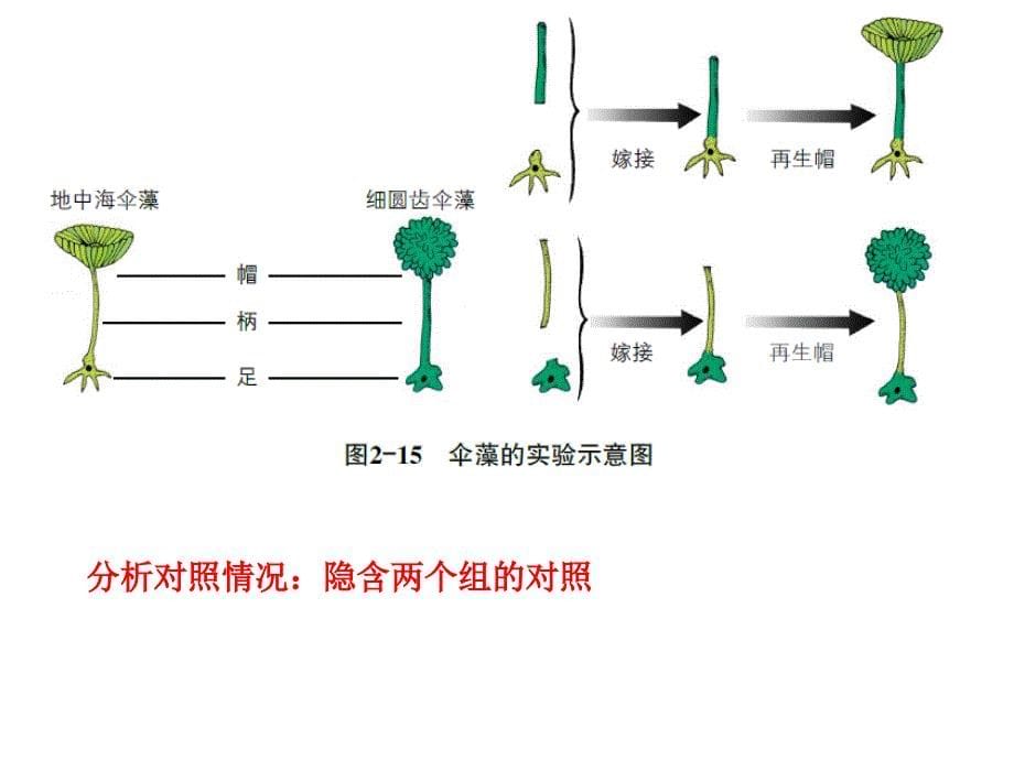 高中生物课本图片说课讲解_第5页