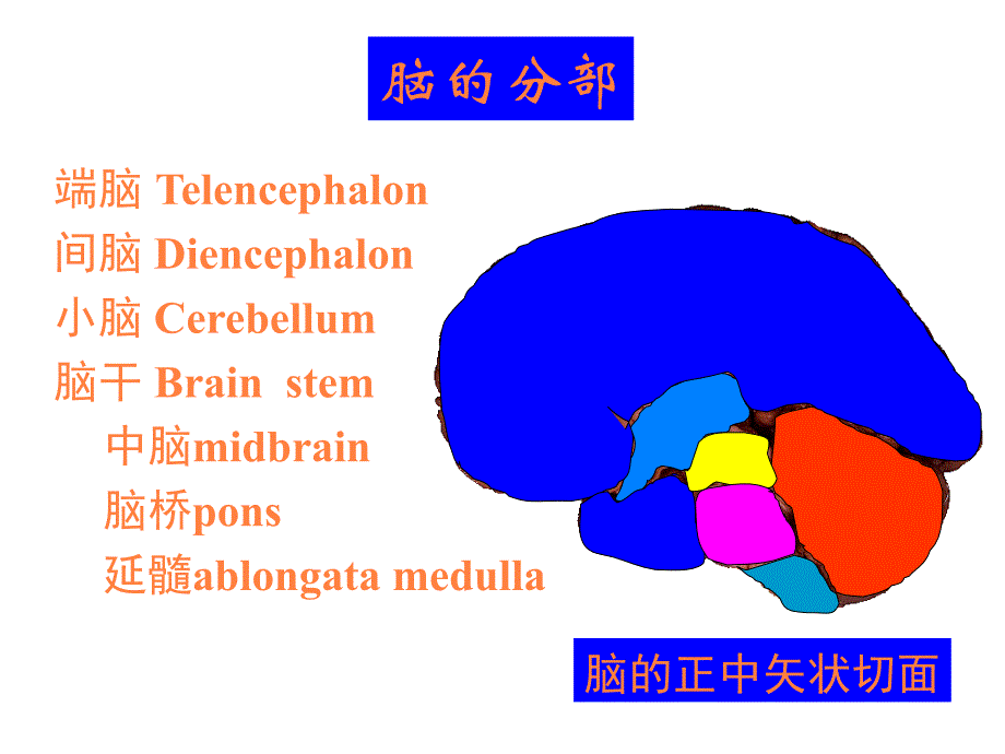 断层解剖学脑干PPT课件_第3页