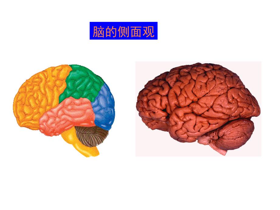 断层解剖学脑干PPT课件_第4页