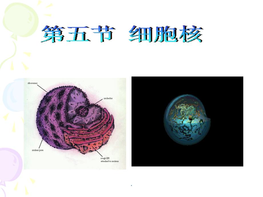 细胞生物学第三章第五节细胞核ppt课件_第1页