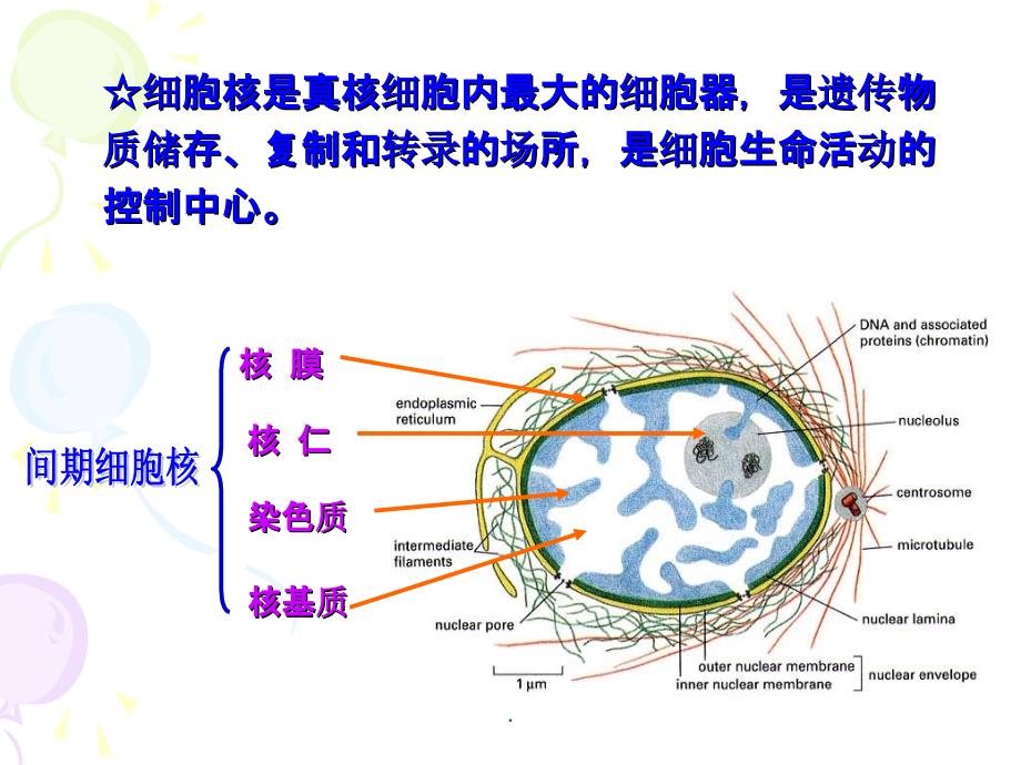 细胞生物学第三章第五节细胞核ppt课件_第2页