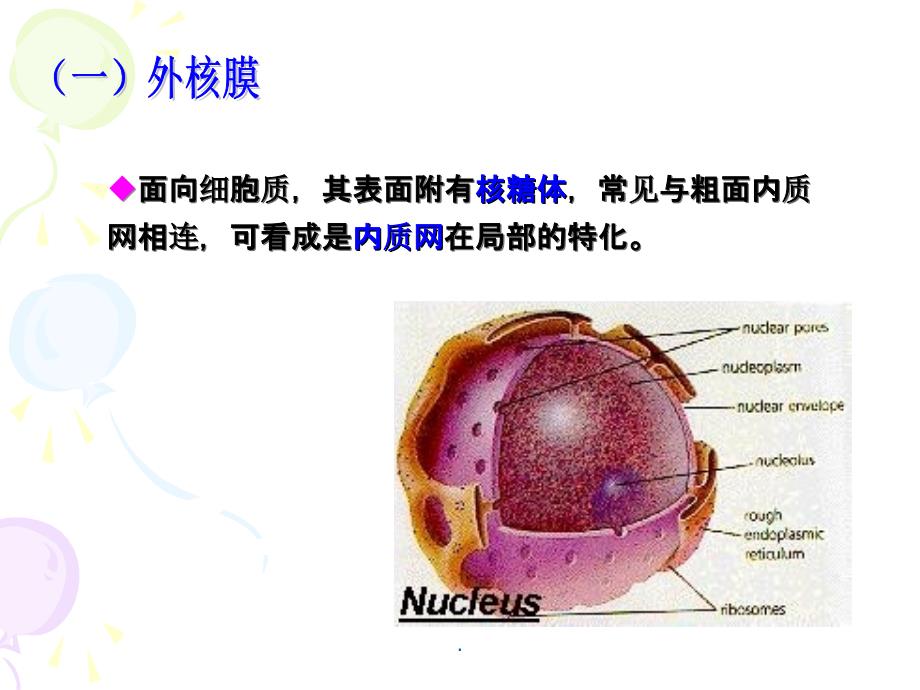 细胞生物学第三章第五节细胞核ppt课件_第4页