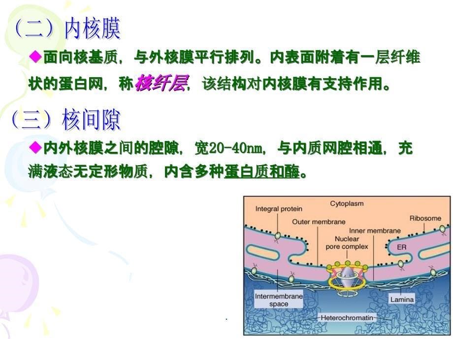 细胞生物学第三章第五节细胞核ppt课件_第5页