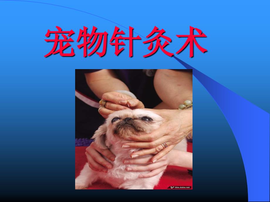 常见宠物针灸术PPT课件_第1页