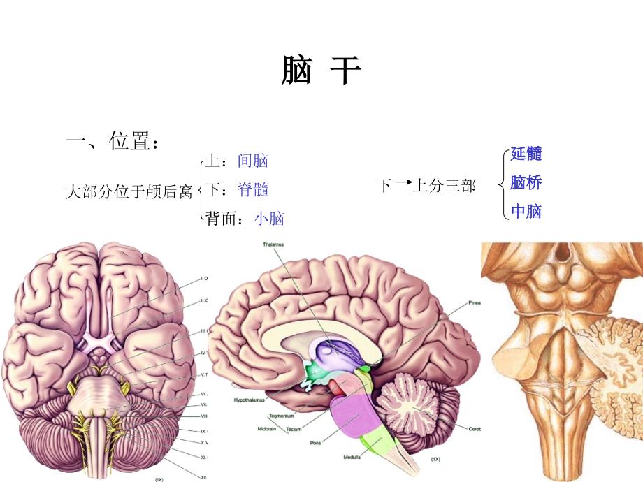 司脑干内部结构四种核团PPT课件_第4页