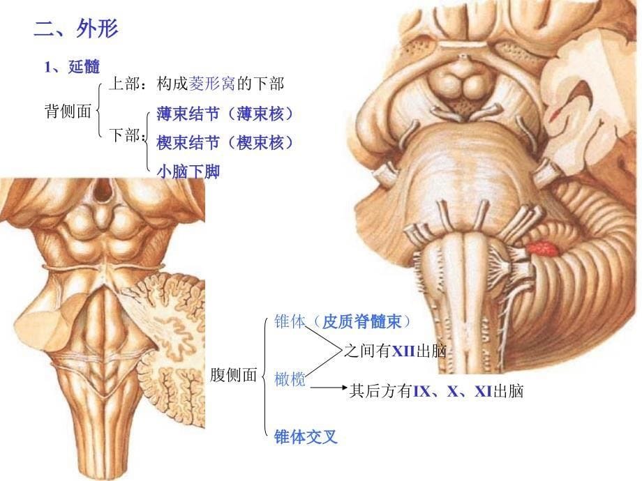 司脑干内部结构四种核团PPT课件_第5页