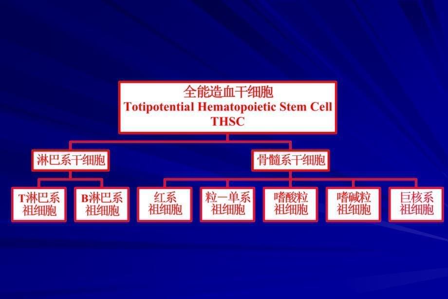 骨髓细胞学PPT课件_第5页