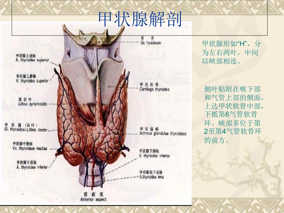 甲状腺常见疾病CT诊断知识讲解_第2页