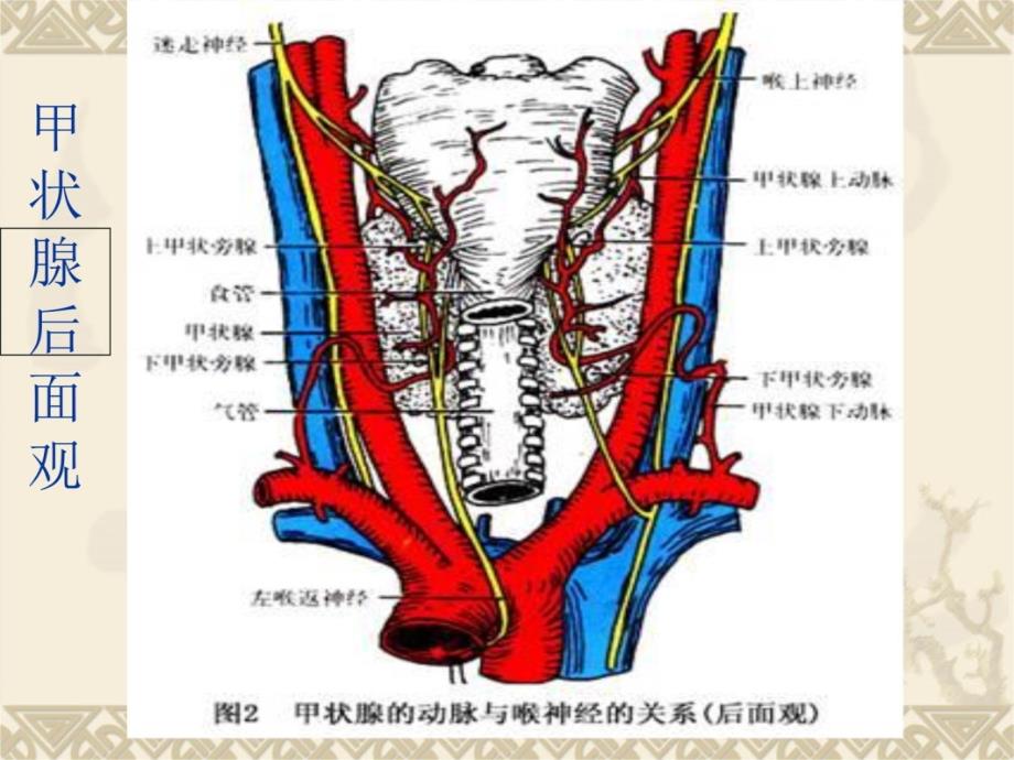 甲状腺常见疾病CT诊断知识讲解_第3页