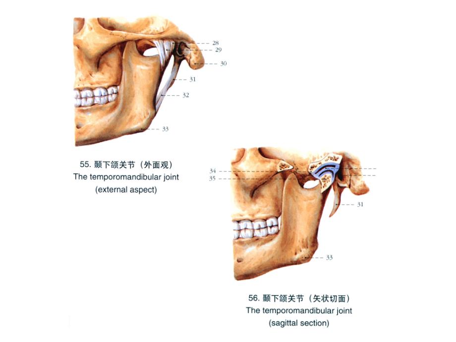 第二章第节颞下颌关节概要PPT课件_第4页