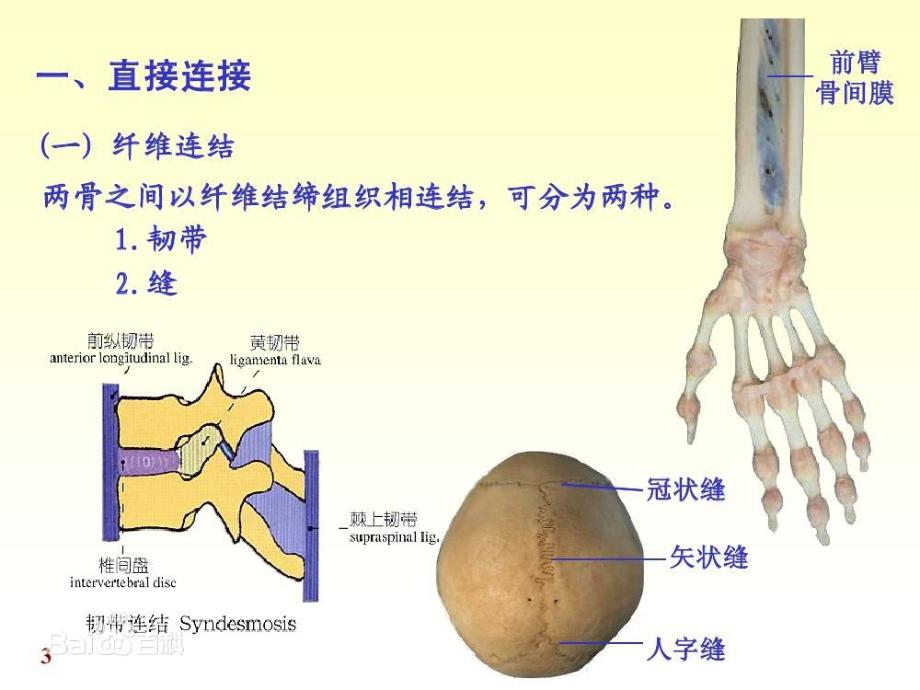 第四章运动系统骨连结PPT课件_第3页