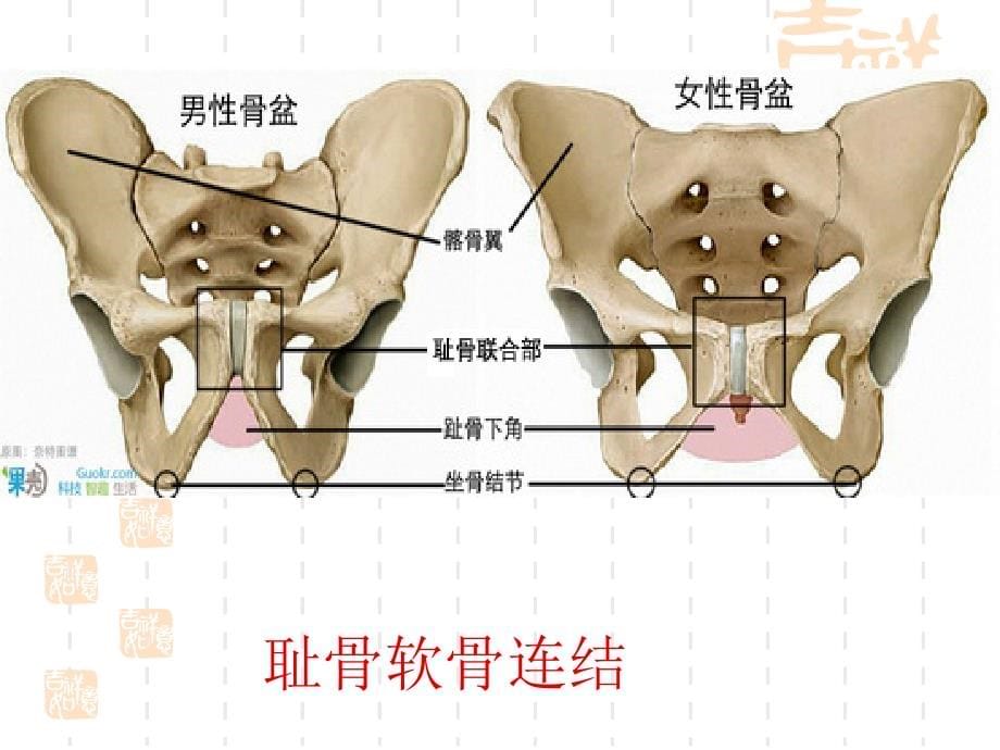 第四章运动系统骨连结PPT课件_第5页