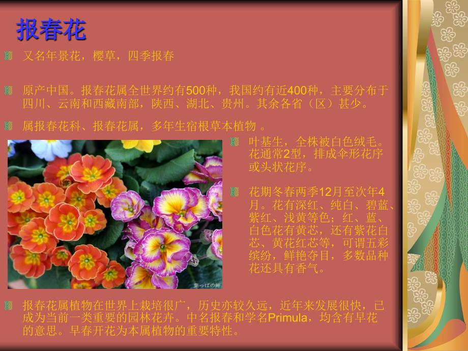 常见花卉大全PPT课件_第4页