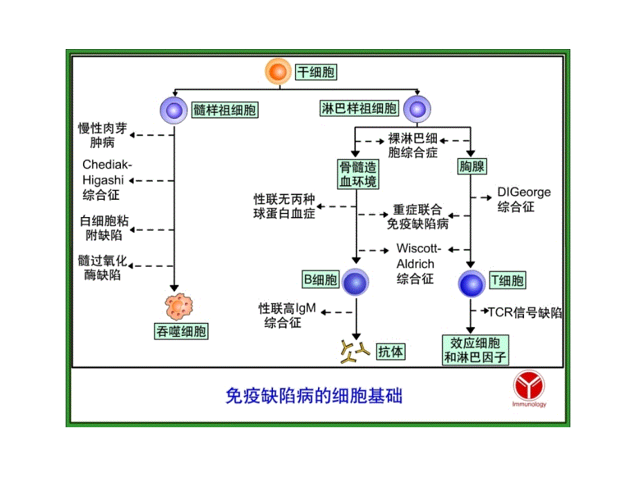 2020年整理第19章免疫缺陷病()（五月二十六）.ppt_第2页