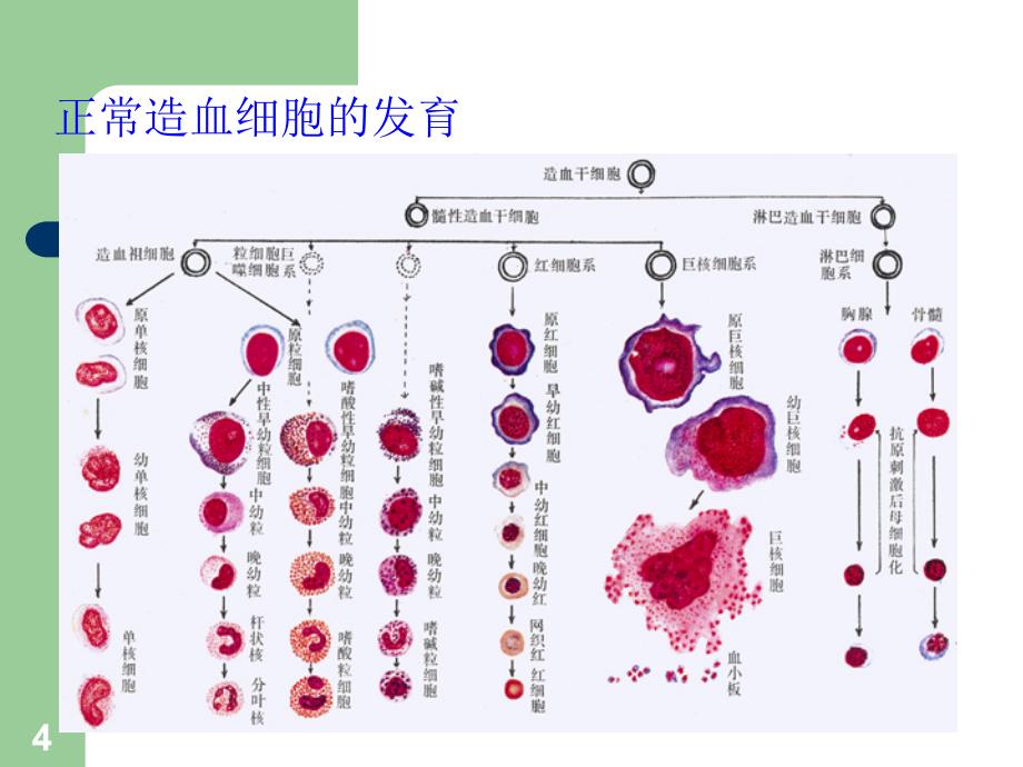 再生障碍性贫血第七版PPT课件_第4页