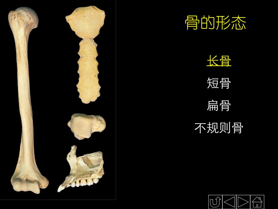 运动系统——骨学PPT课件_第4页