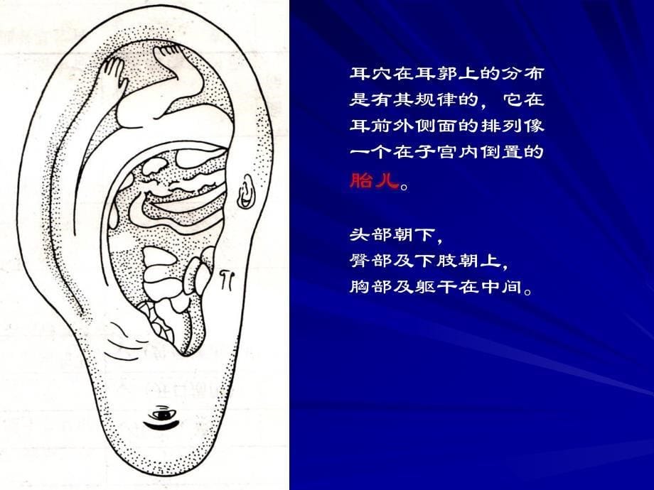 耳穴治疗失眠和便秘PPT课件_第5页