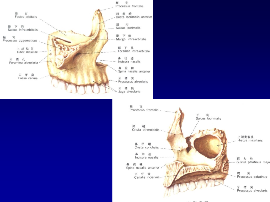 颌面部解剖及其病变的影像诊断PPT课件_第4页