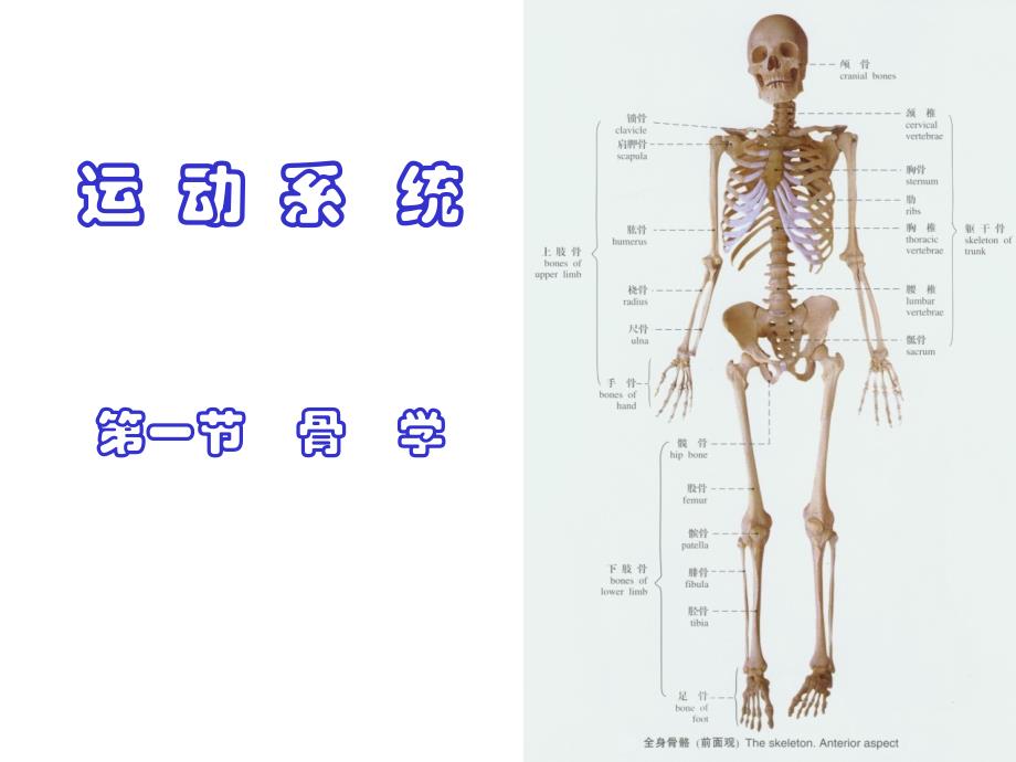 正常人体结构骨PPT课件_第1页